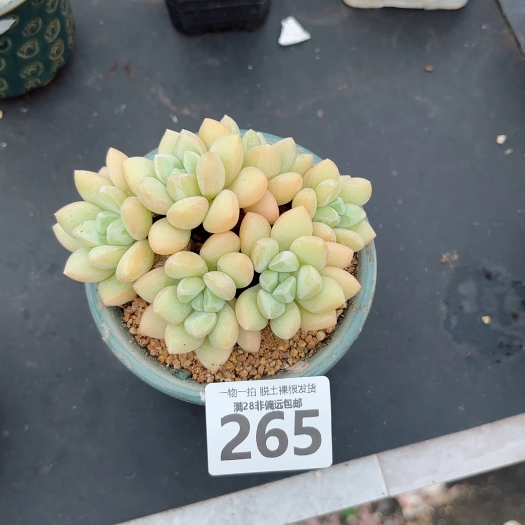 泡泡糖老桩无盆土发货
