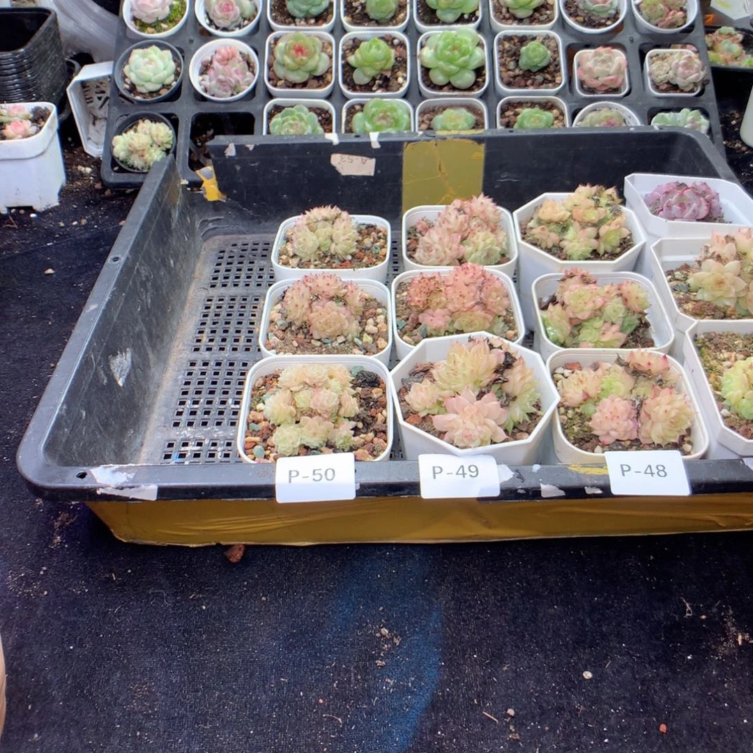 无花朵P50英语英语