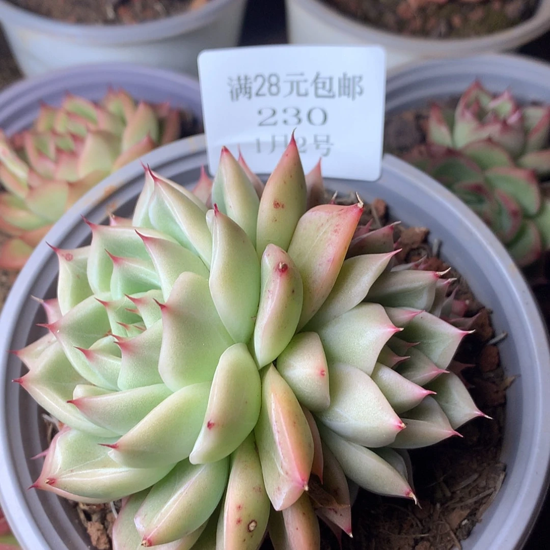 【闪购商品】云230号