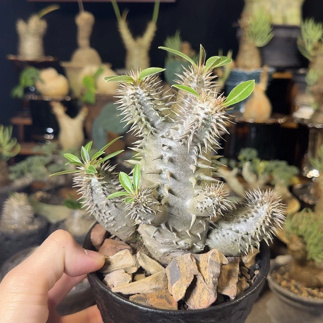 一物一拍惠比大黑27