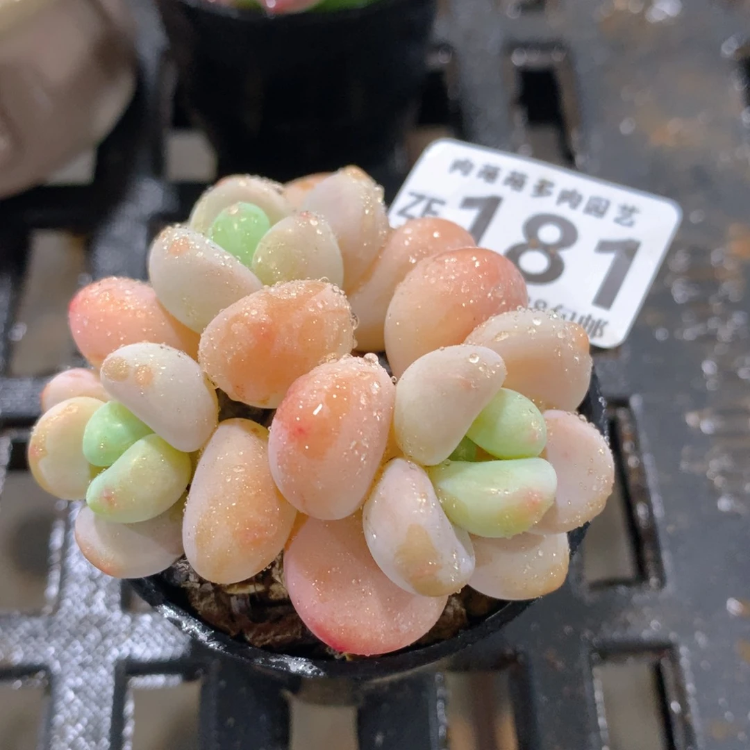 肉萌萌拇指盆精控多肉ZF181