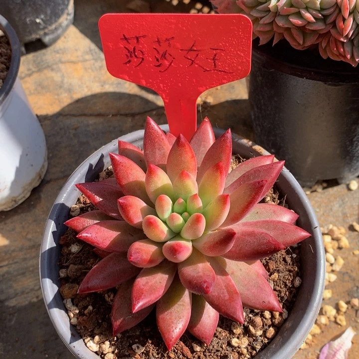 多日子黑五626626262626