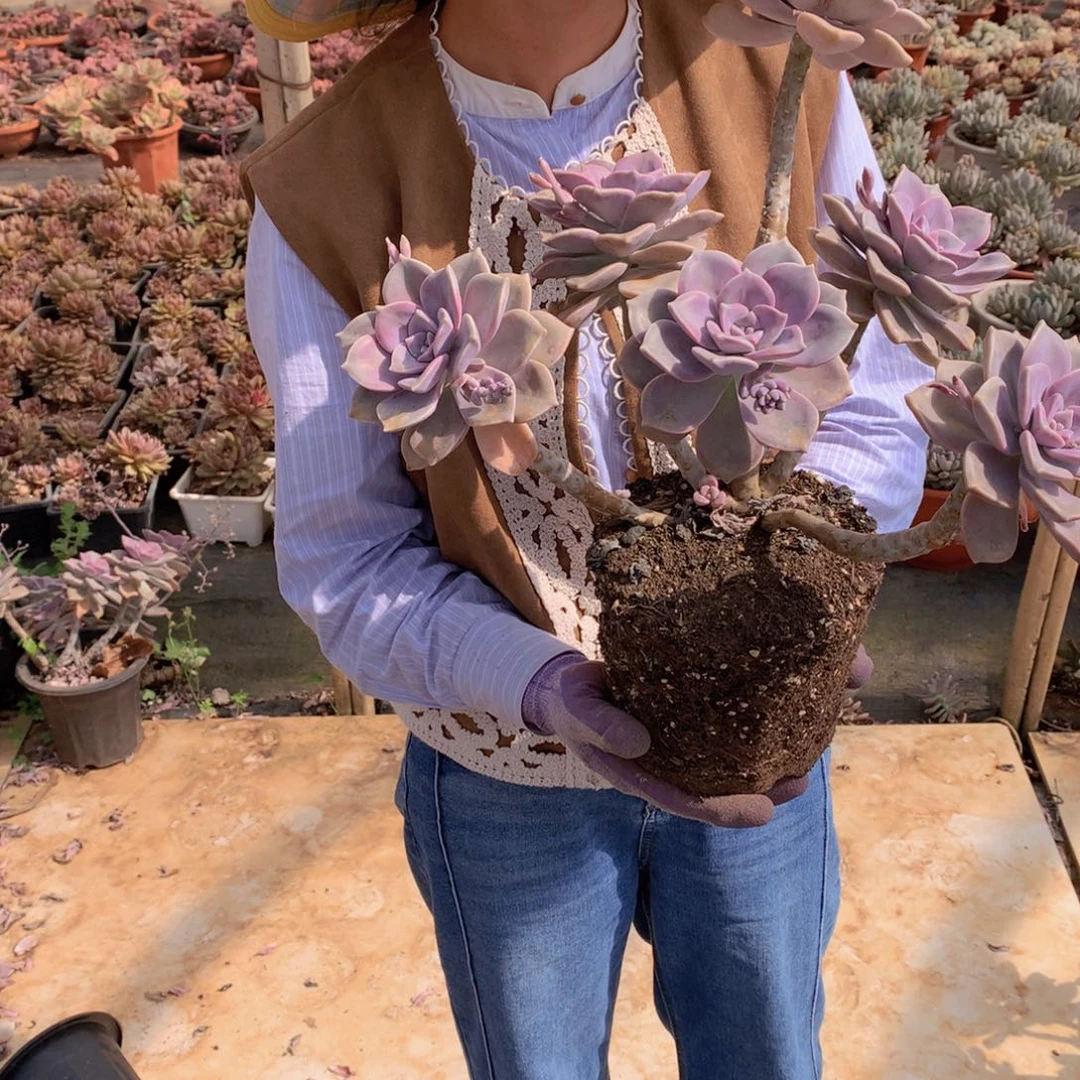 紫乐9.9 多肉植物