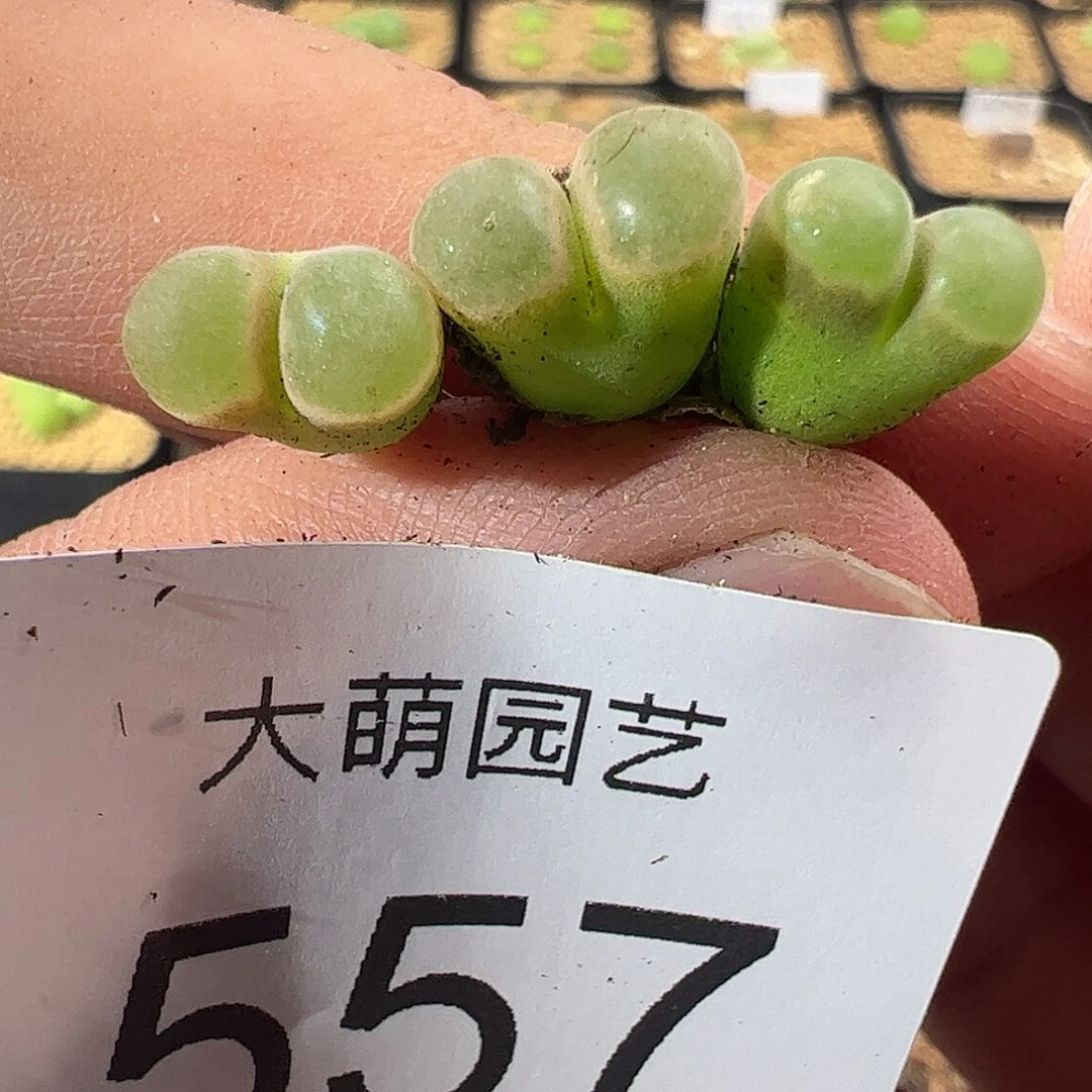 0000557 一物一拍……