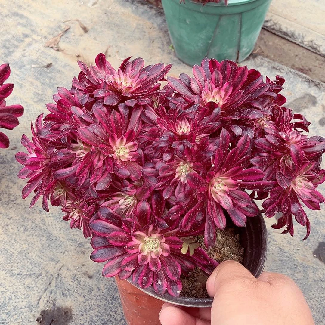 法师多肉漂亮漂亮