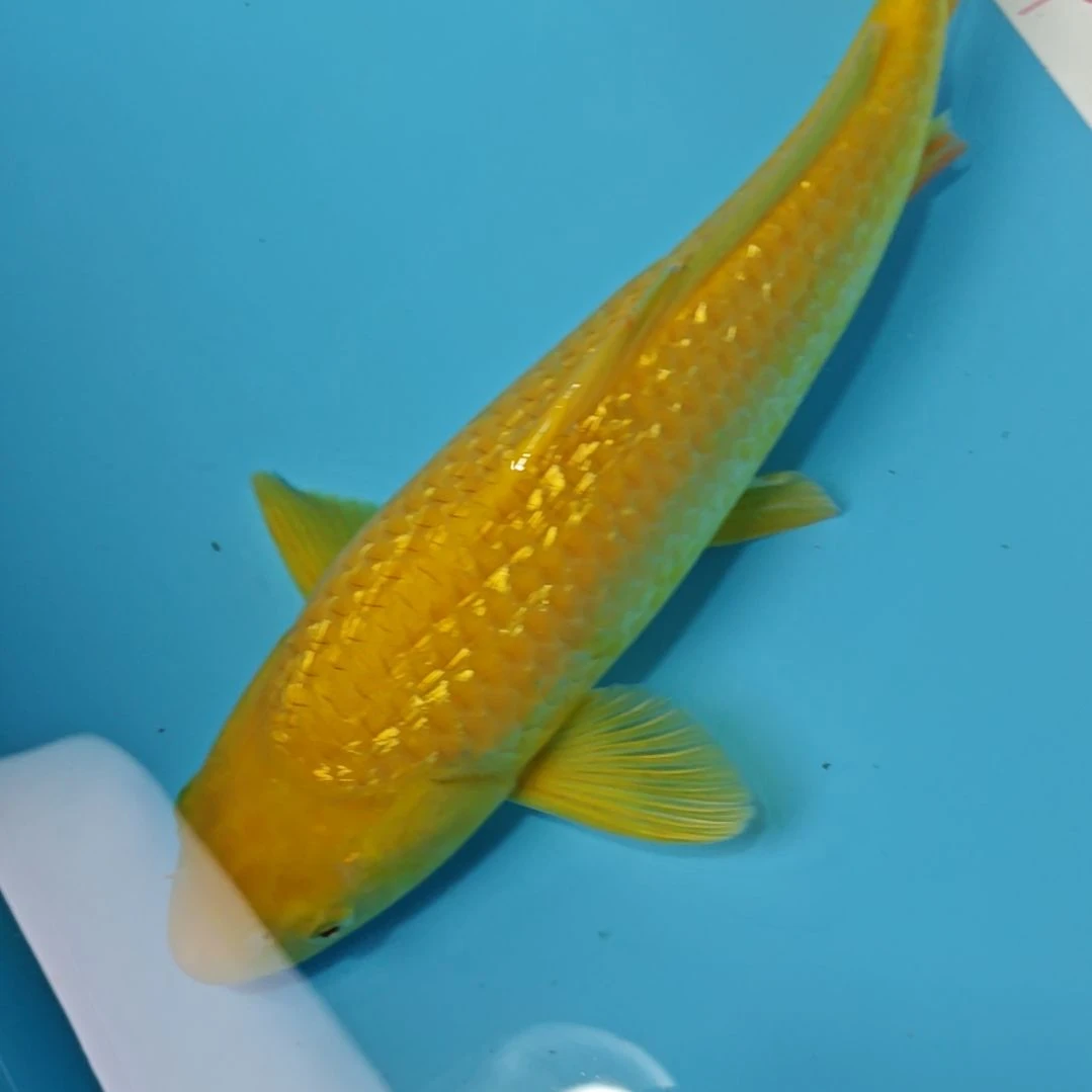 锦鲤11.4双十一大促