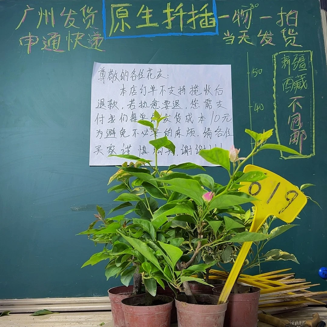 当前无花栽培后可以开花六棵掌中宝619
