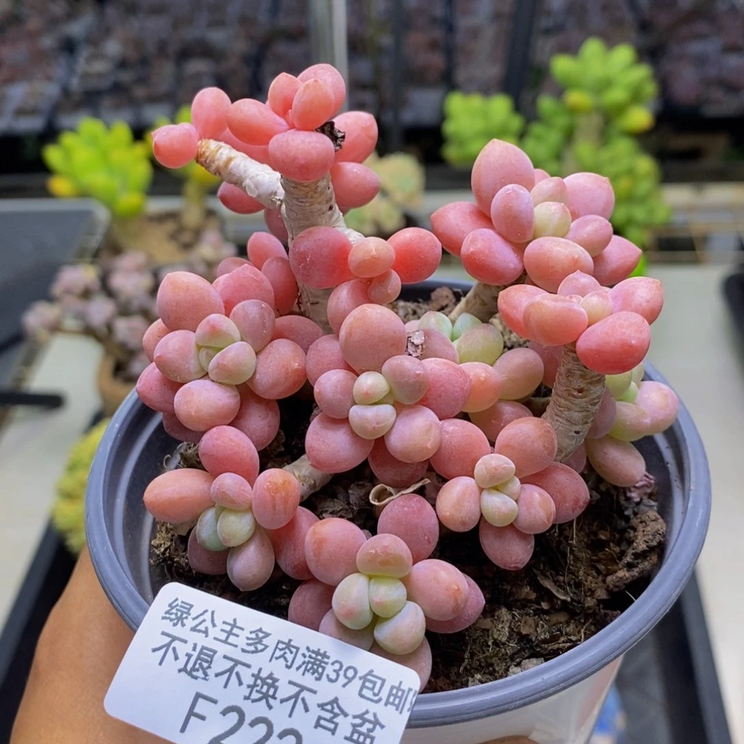 222鱼子酱多肉有断枝