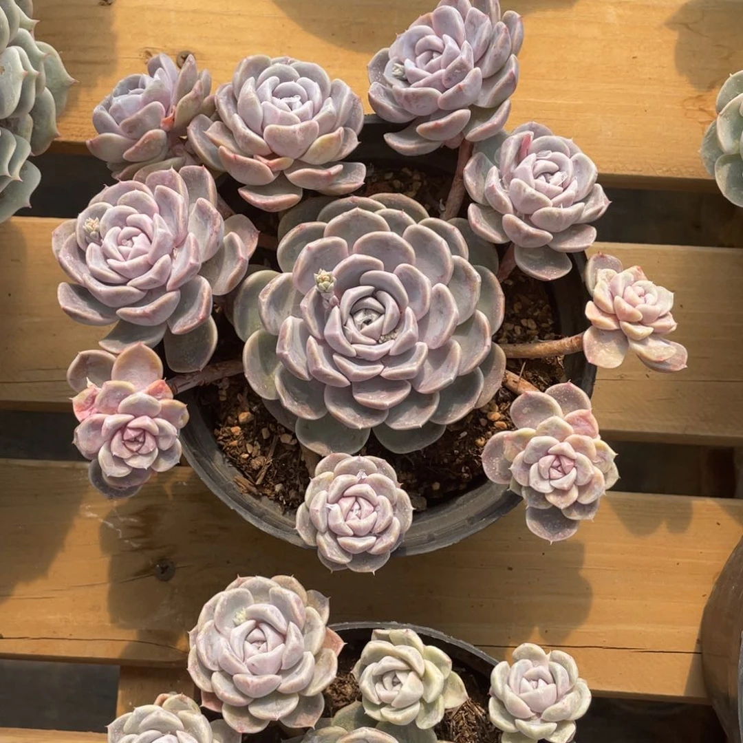 佳*汉堡冠幅20公分一物一拍