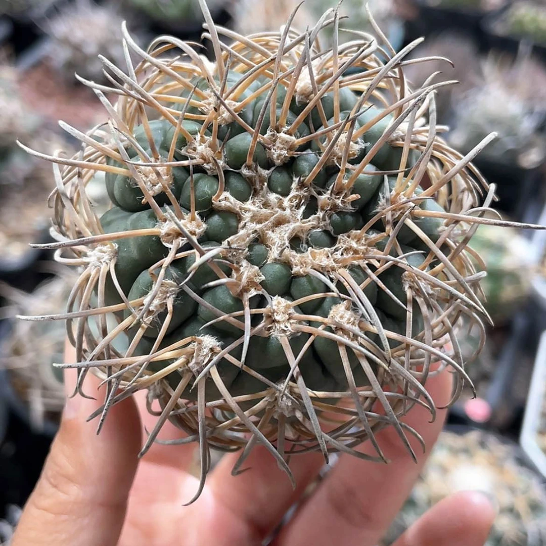 【闪购商品】伏刺天平冒根芽微瑕666