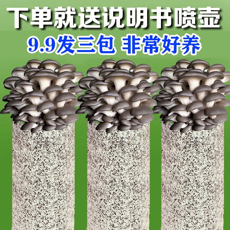 【菌菇包买1发3】蘑菇菌包好养喷水就长食用菌菌棒平菇种植包菌种包