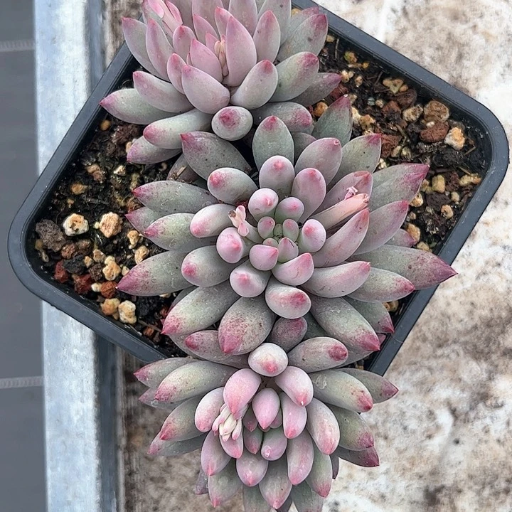 【闪购商品】流沙虞美人