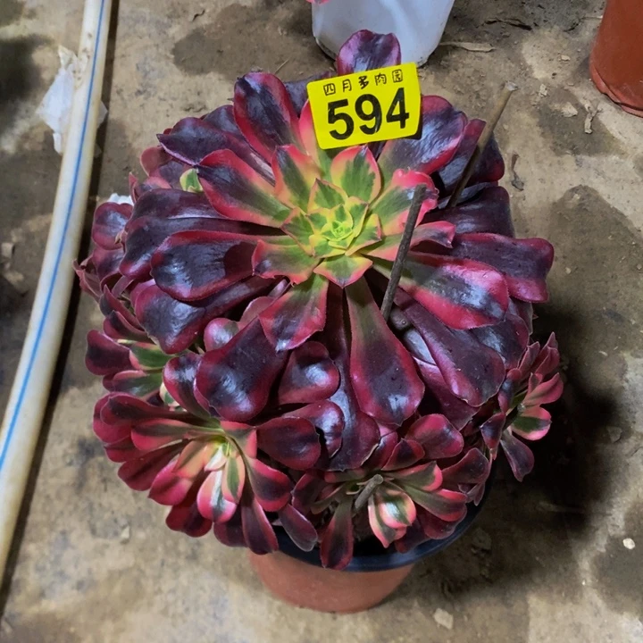 多肉凤冠0000594000