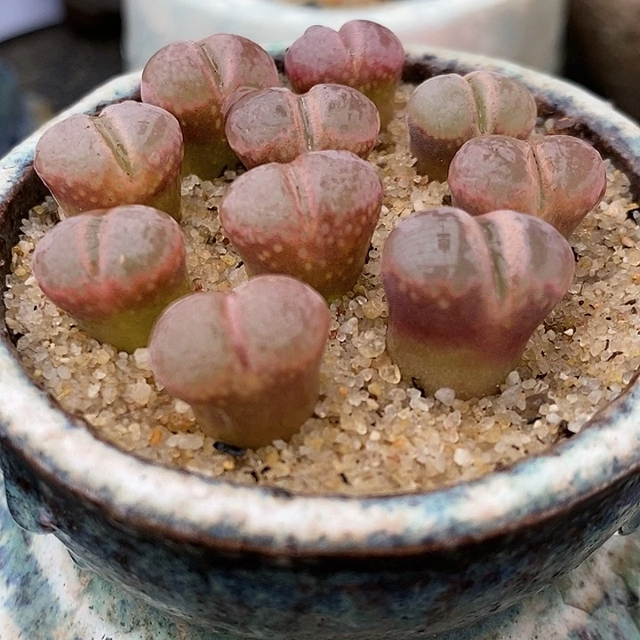 日系原株红风铃一颗