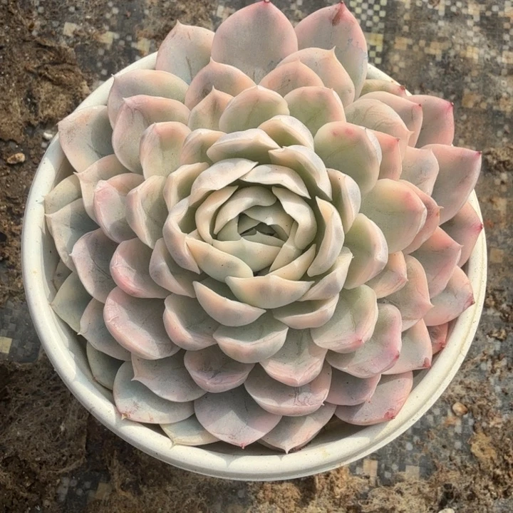 开播福利 雪球锦 腹轮锦