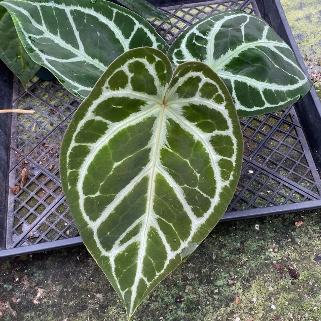 不开花植物23 撕裂纹杂Skg