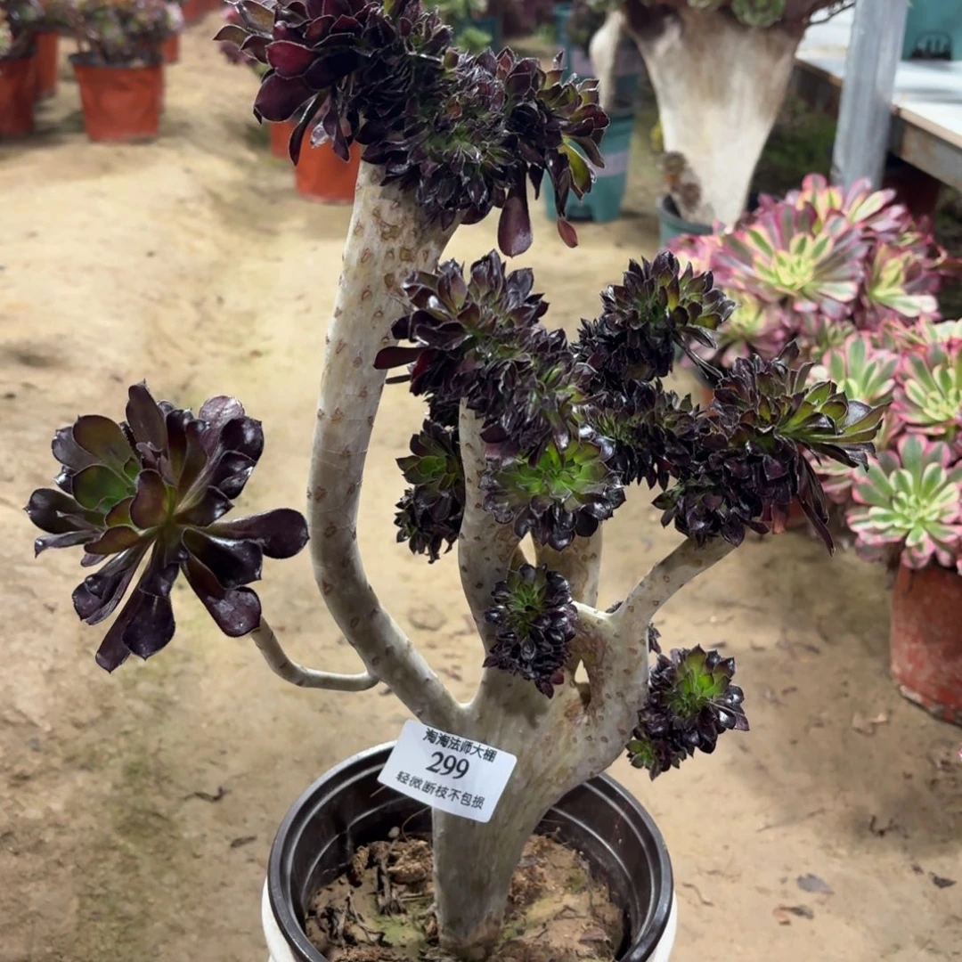299黑法师缀化多肉植物法师