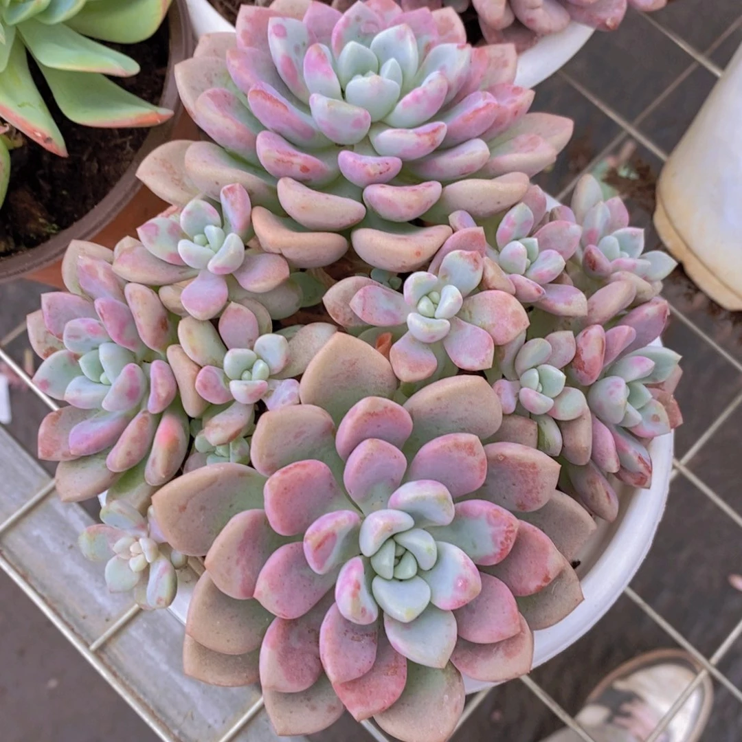 花斑鹿双头起发带崽