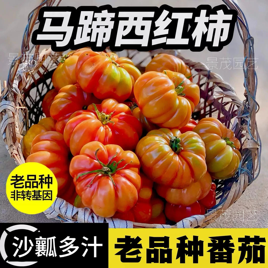 马蹄番茄沙瓤大西红柿苗蔬菜种子籽农家菜园盆栽阳台蔬菜苗种子孑