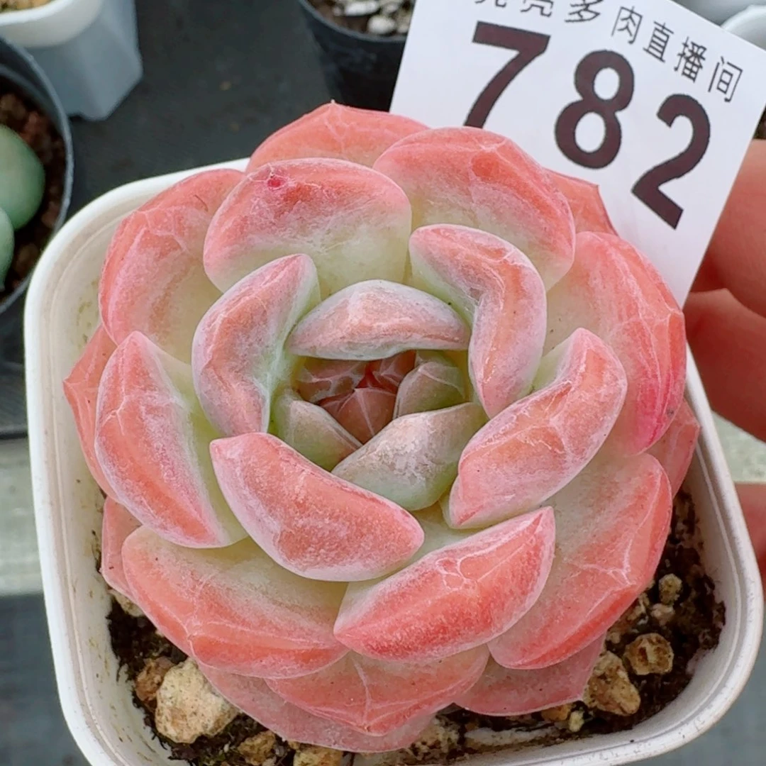草莓啵啵          开播福利