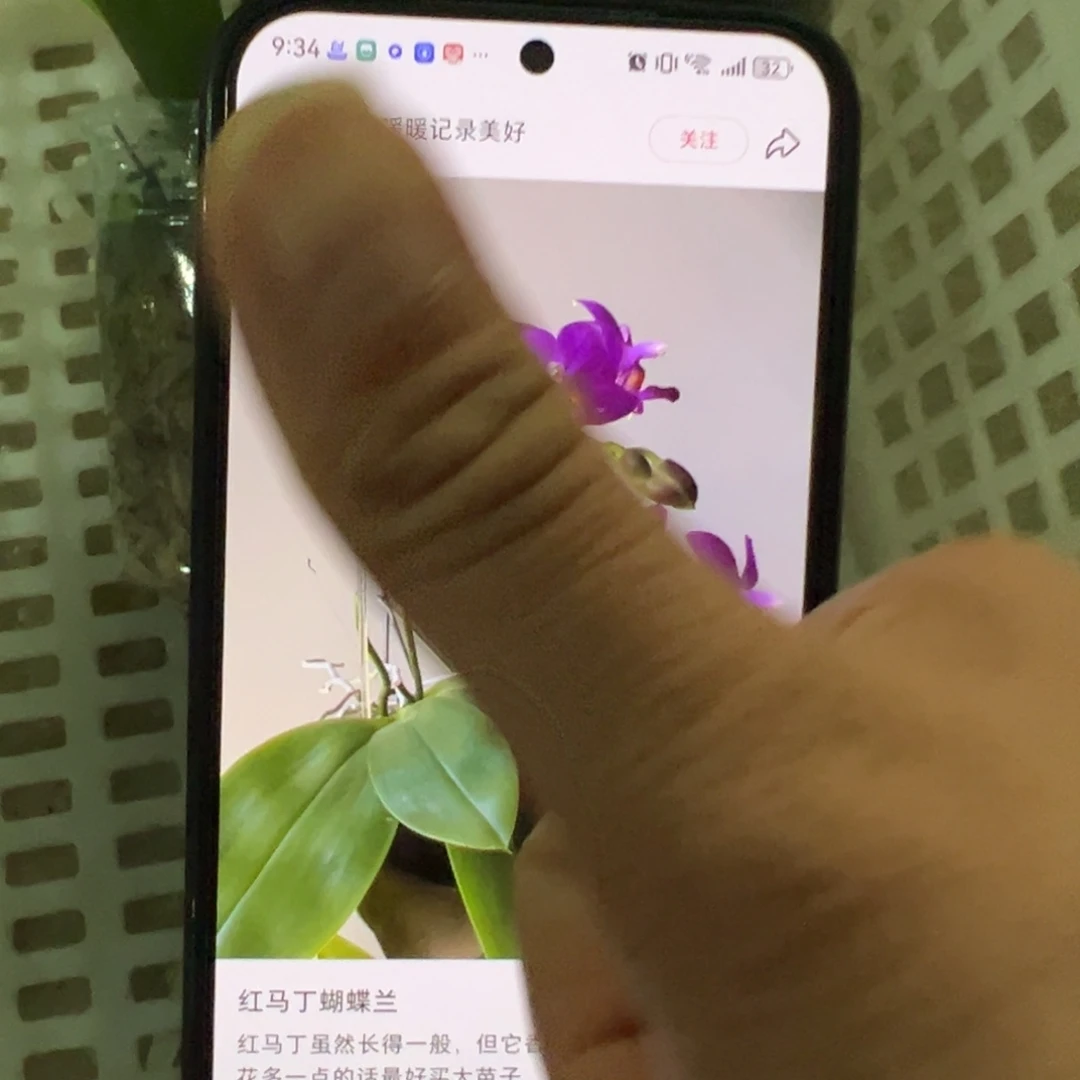 当前无花栽培后可以开花红马丁1.7小苗凑单发货一颗不发货