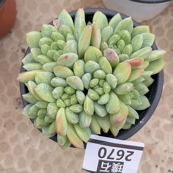 百达翡翠朵朵2670多肉植物
