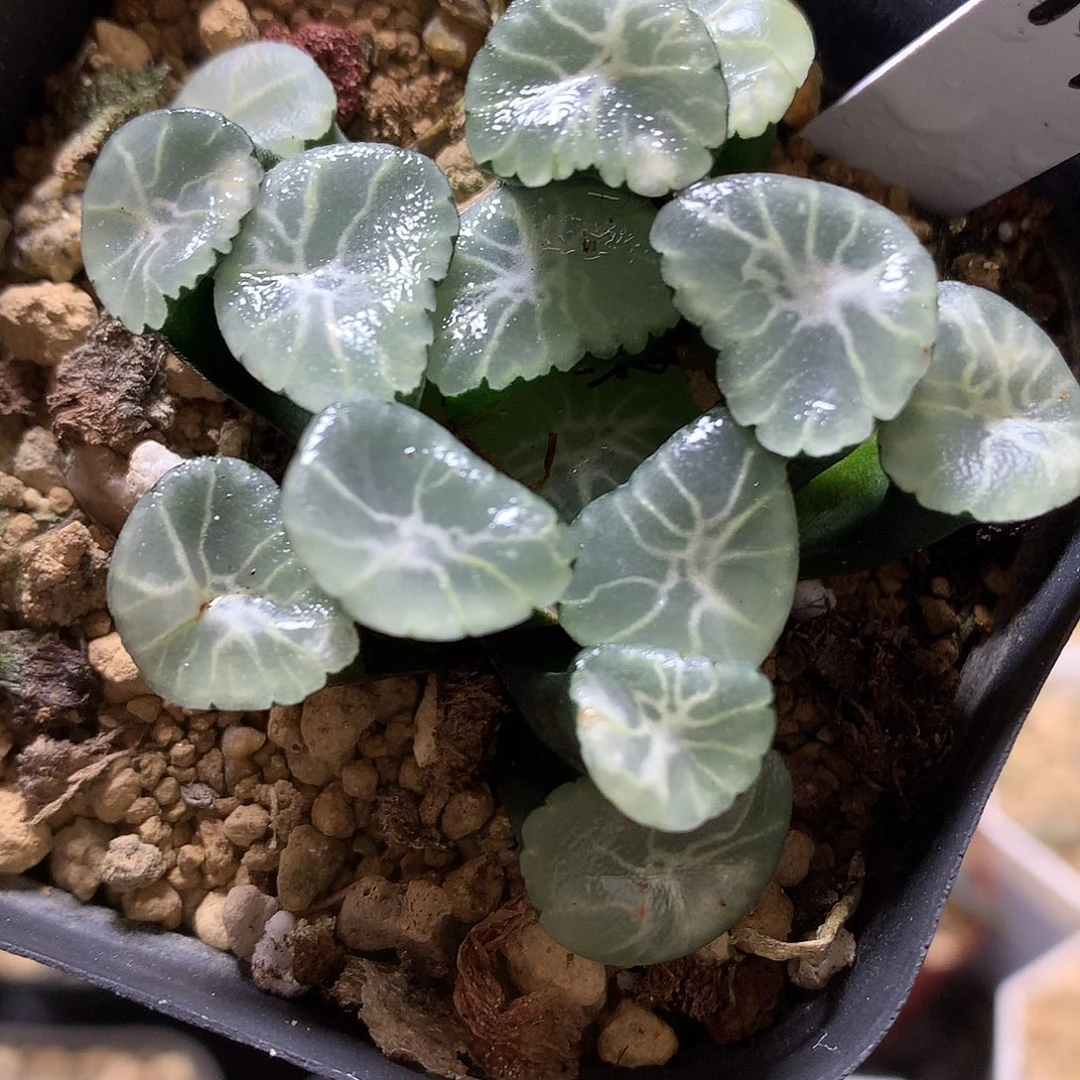 冰雷万象带盆土发货tuo