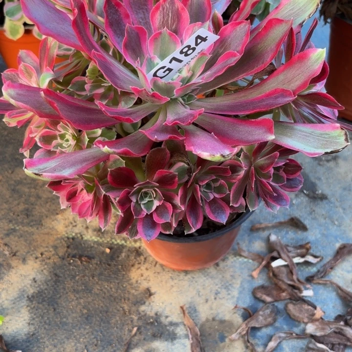 瑞妈多肉园艺184叶罗莎，