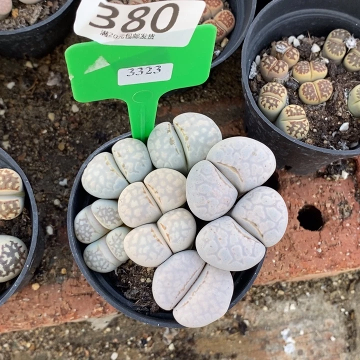 兔***头生石花等植物的生长380