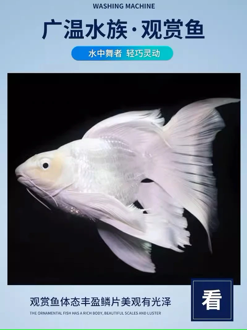 精品短球16-18蝴蝶鲤 赛级品质
