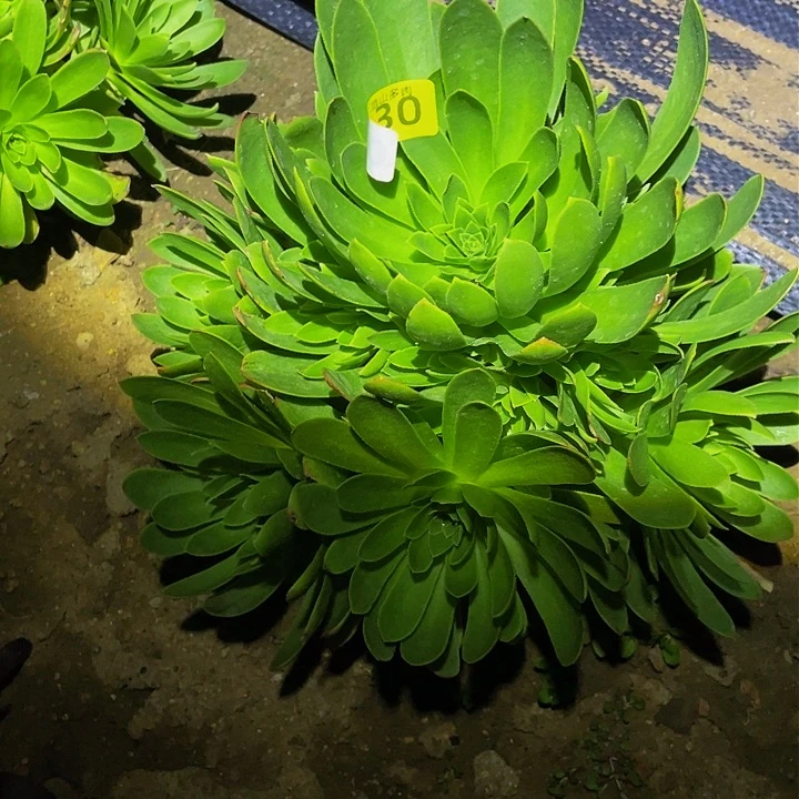 0230杂技品质多肉植物
