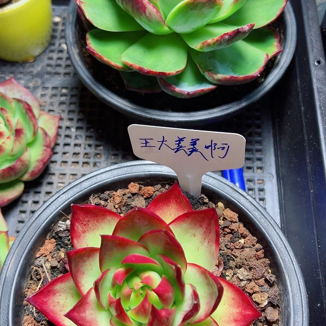 惊鸿仙子多肉植物