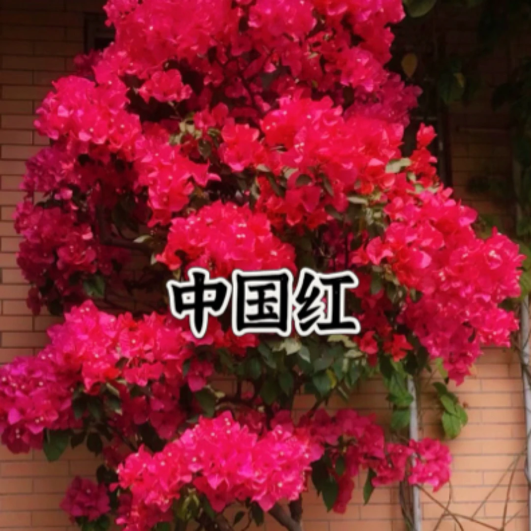 【中国红1颗苗】三角梅四季开花勤花庭院阳台爬藤耐寒好养 遇见基地