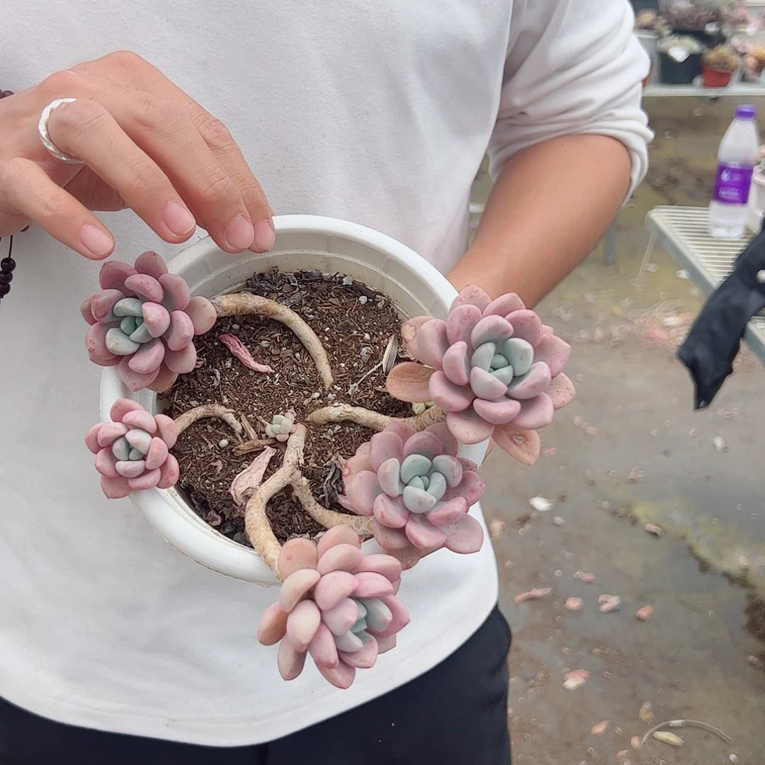 花斑鹿整桩整群老桩两盆