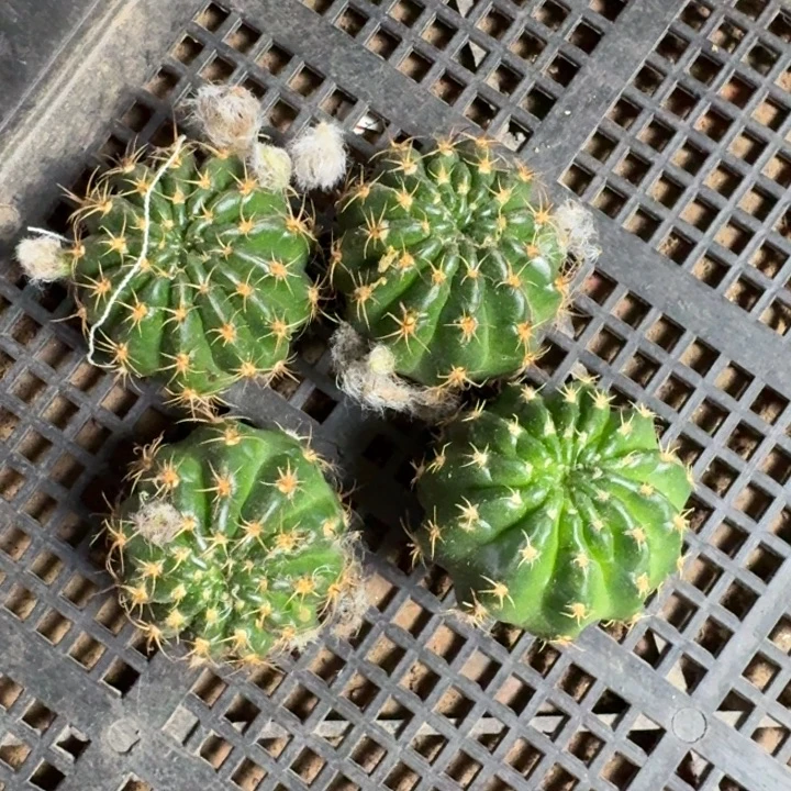 226丽花102歪3公分左右无根侧牙，20包邮