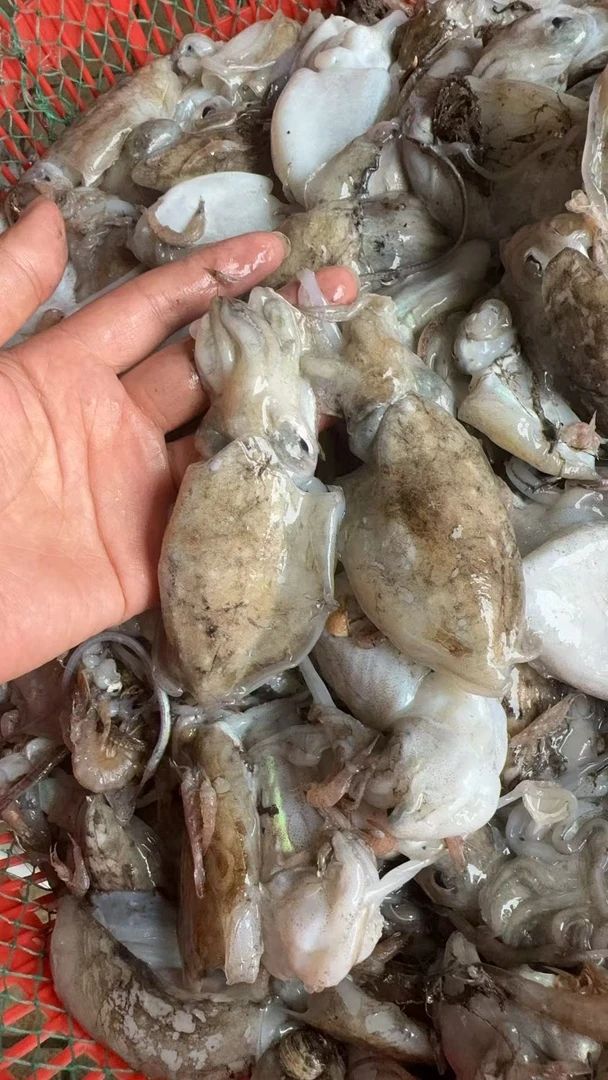 青岛本港野生海捕墨鱼4斤顺丰包邮