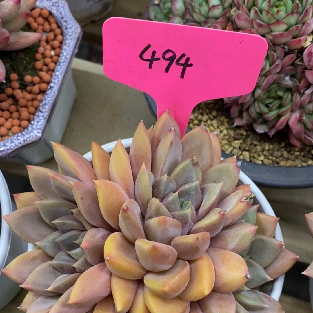 开心多肉，首播，欢迎