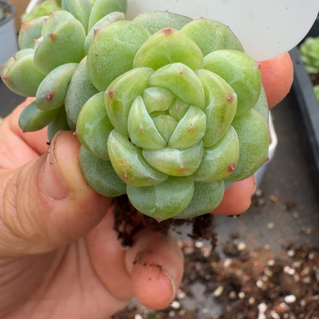 一物一拍一物一拍1109-318
