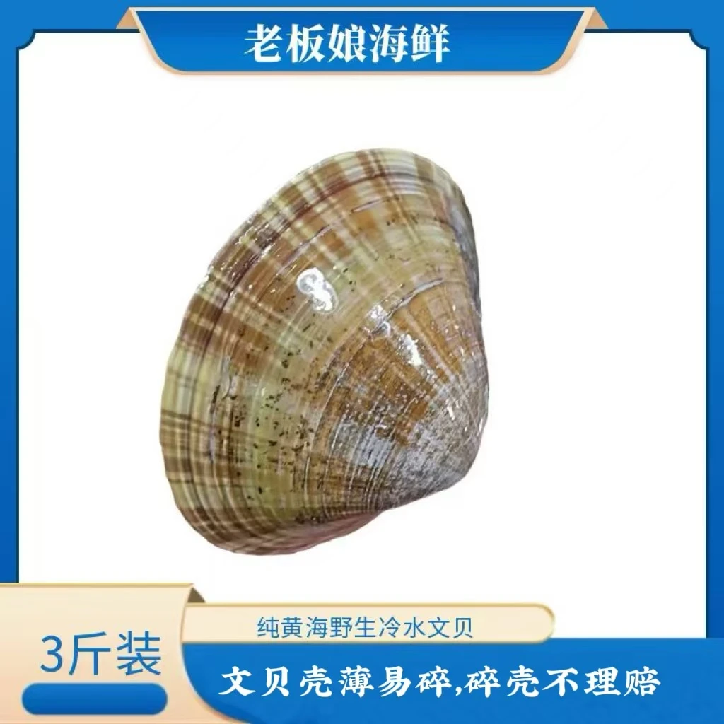 文贝 3斤装 丹东东港本地贝壳 个大鲜甜少量吐水掉秤