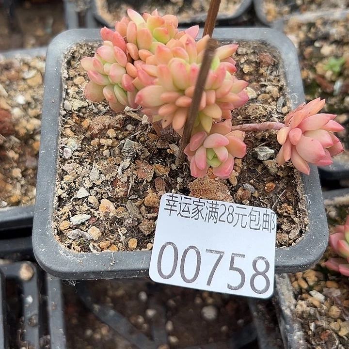 咖***糖幸运的人会遇到你幸运