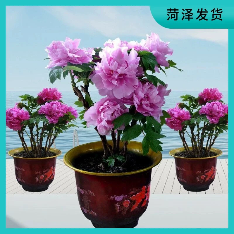 重瓣大花芍药牡丹花苗四季开花抗热耐寒庭院花卉盆栽