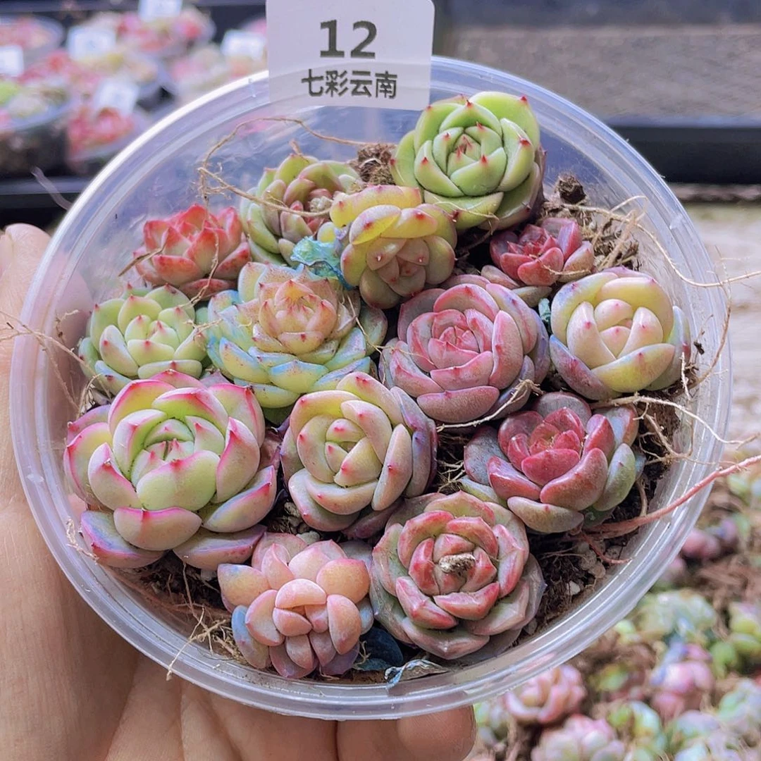 一物一拍012号。