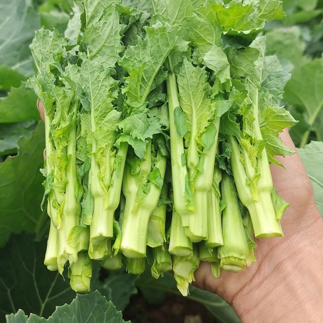 四川新鲜油菜苔农家菜现摘现发时令蔬菜新鲜蔬菜应季