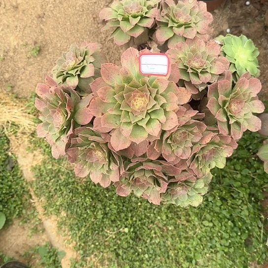 涩**子多肉植物万圣节32号不包损