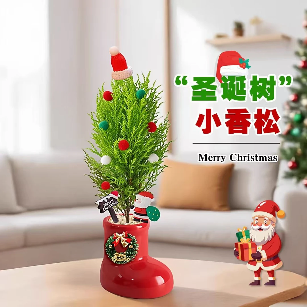 圣诞树小香松盆栽客厅装饰小型圣诞老人摆件室内桌面绿植摆件常青