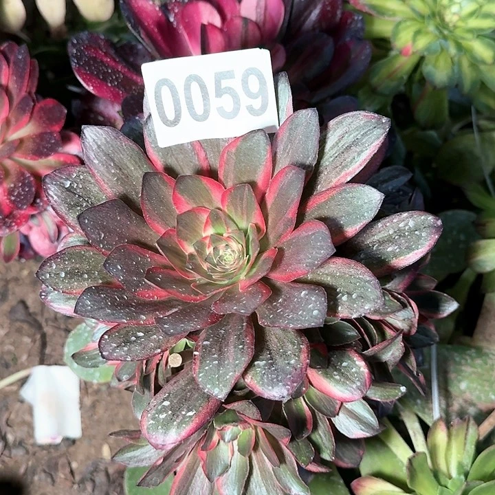 小**！3-0059魅金玫瑰掰下来发货