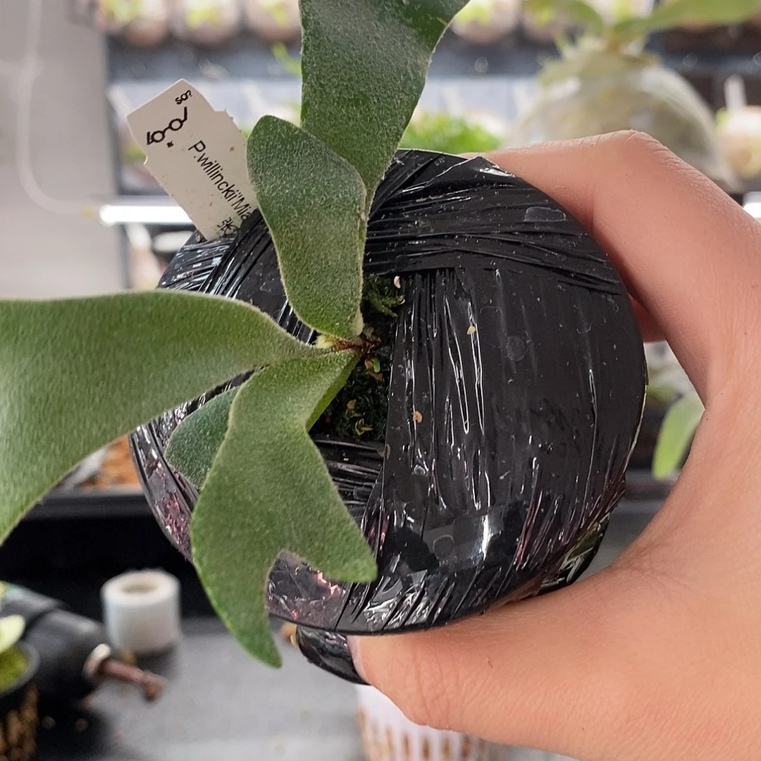 无花朵无开花植物