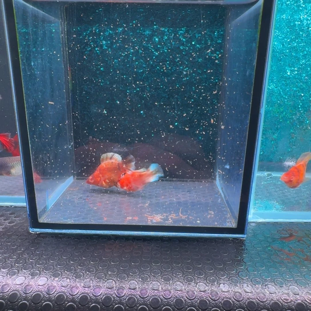 黑玛丽鱼623号玛丽2条