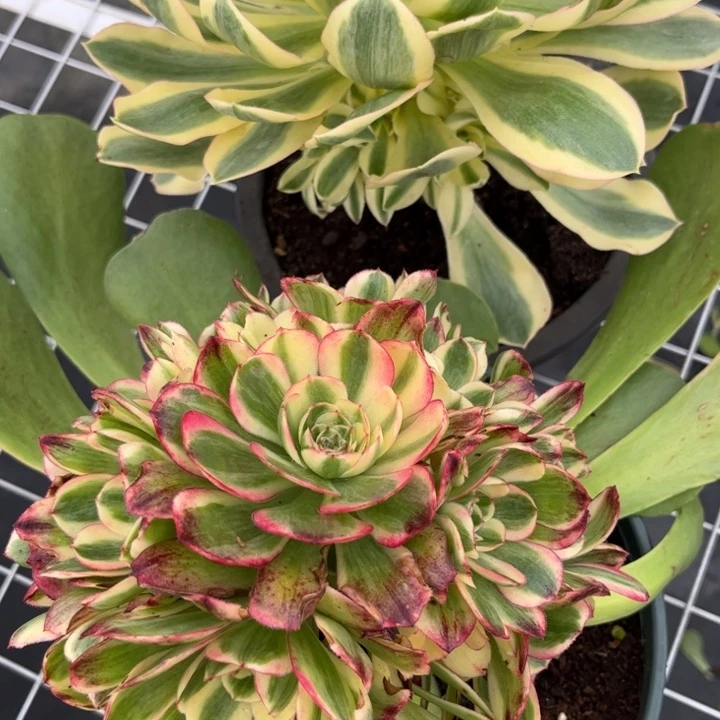 阿***肥不开花植物阿肥的专拍链接