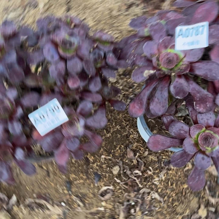寒***时787巫毒多肉法师不包断枝